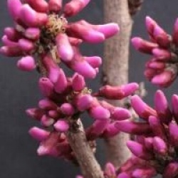 Cercis chinensis 'Avondale'