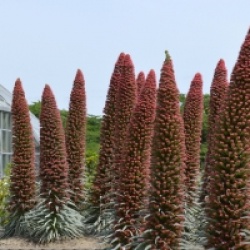 Echium wildpretii - Vip�rine de T�n�rife