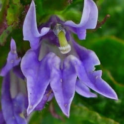 Lobelia siphilitica - Lobelie bleue