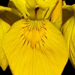 Iris pseudacorus 