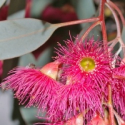Eucalyptus sideroxylon 'Rosea'