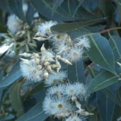 Eucalyptus robusta 