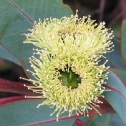 Eucalyptus preissiana