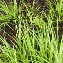 Acorus gramineus 'Ogon' - Acorus panach�