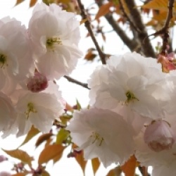 Prunus 'Fugenzo'