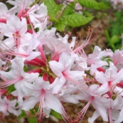 Rhododendron periclymenoides 