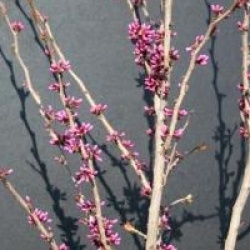 Cercis chinensis 'Avondale'