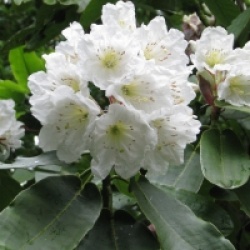 Rhododendron hemsleyanum