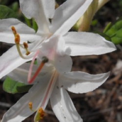 Rhododendron atlanticum
