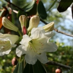 Rhododendron decorum - Rhododendron decorum