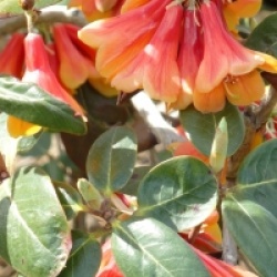 Rhododendron cinnabarinum - Rhododendron cinnabarinum