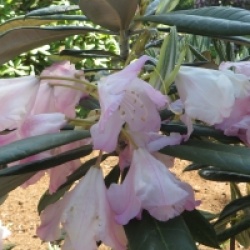 Rhododendron insigne - Rhododendron insigne