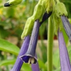 Iochroma grandiflorum - Iochroma � Fleurs pourpres
