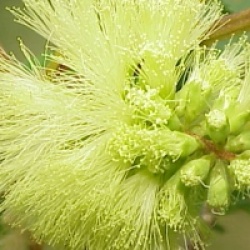 Paraserianthes lophantha, Albizia lophanta