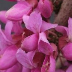 Cercis chinensis 'Avondale'