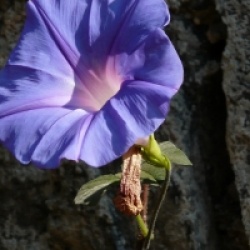 ipomoea Learii