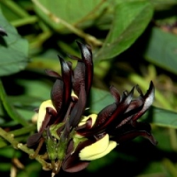 Kennedia nigricans