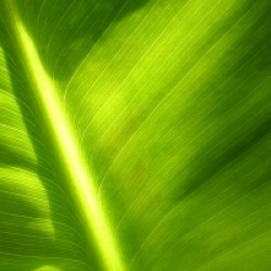 Musa acuminata 'Dwarf Cavendish'