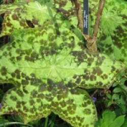 Podophylum  'Spotty Dotty' - Podophylum  Spotty Dotty