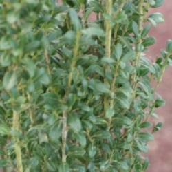 Ilex crenata 'Fastigiata'