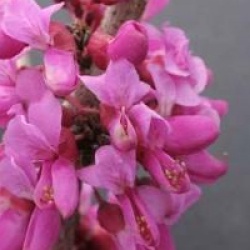 Cercis chinensis 'Avondale' - Gaignier de Chine Avondale