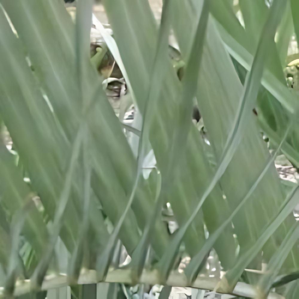 Butia capitata  - Palmier � laque