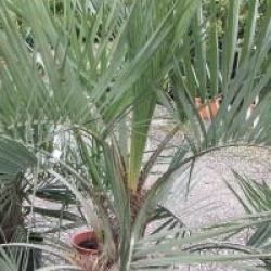 Butia capitata 