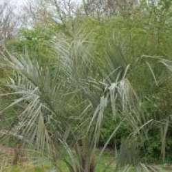 Butia capitata 