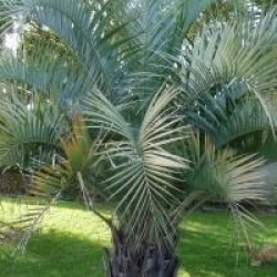 Butia capitata 