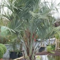 Butia capitata 