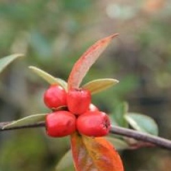 Cotoneaster franchetii