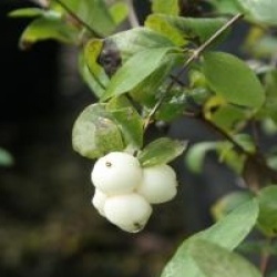 Symphoricarpos albus 'Constance Spry' - Symphorine � fruits blancs