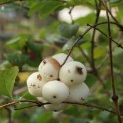 Symphoricarpos albus 'Constance Spry'