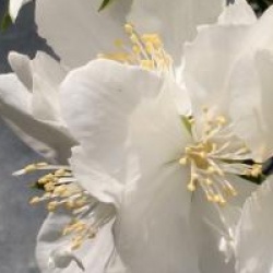 Philadelphus White Rock 'Pekphil' � - Seringat White Rock 