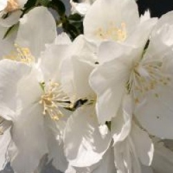 Philadelphus White Rock 'Pekphil' �