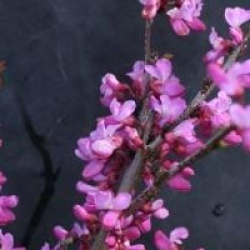 Cercis chinensis 'Avondale'