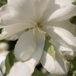 Philadelphus White Rock 'Pekphil' �
