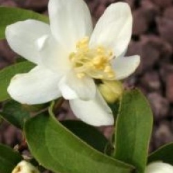 Philadelphus White Rock 'Pekphil' �