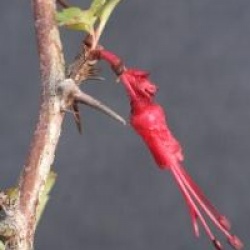 Ribes speciosum - Fuchsia de Californie 