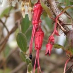 Ribes speciosum
