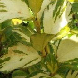 Griselinia littoralis 'Bantry Bay'