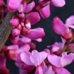Cercis chinensis 'Avondale'