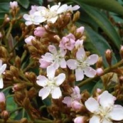 Eriobotrya japonica 'Coppertone'