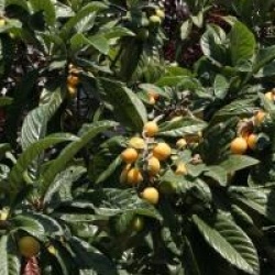 Eriobotrya japonica 'Coppertone'