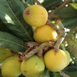 Eriobotrya japonica 'Coppertone'