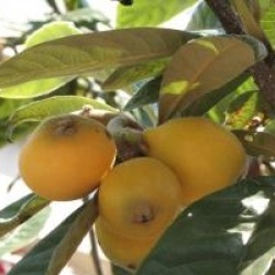 Eriobotrya japonica 'Coppertone'