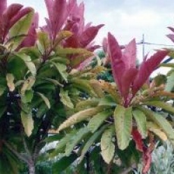 Eriobotrya japonica 'Coppertone'