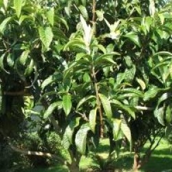 Eriobotrya japonica 'Coppertone'