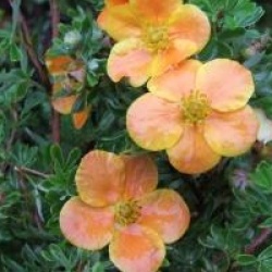 Potentilla Fruticosa 'Hopley's Orange'