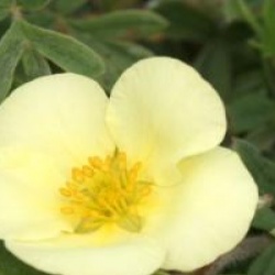 Potentilla fruticosa 'Dart's Cream' - Potentille Dart's Cream